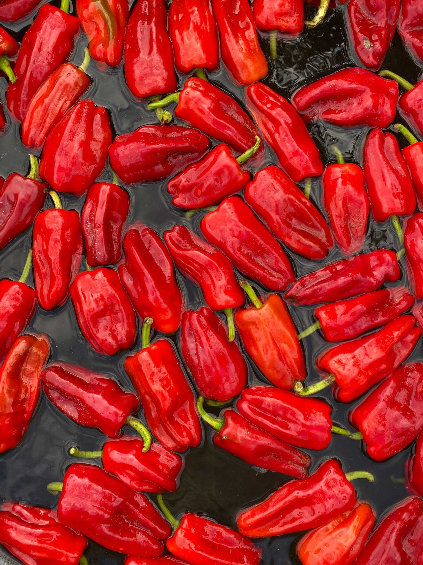 Springs Fireplace - Aji Peach