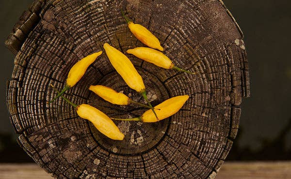 Springs Fireplace - Aji Mango