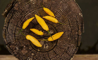 Springs Fireplace - Aji Mango
