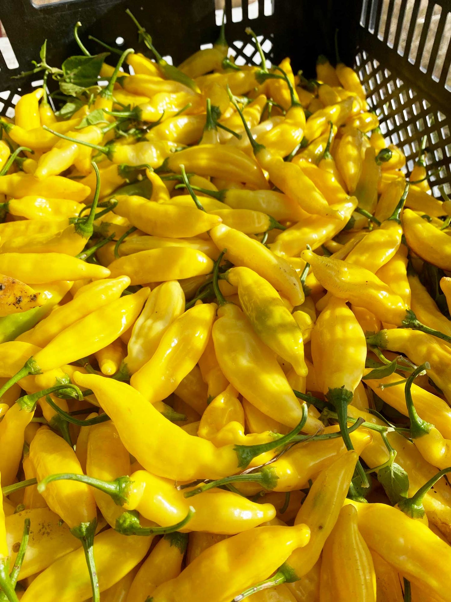 Springs Fireplace - Aji Mango