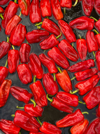 Springs Fireplace - Aji Peach